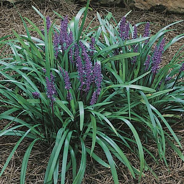 Liriope Muscari 'Royal Purple'