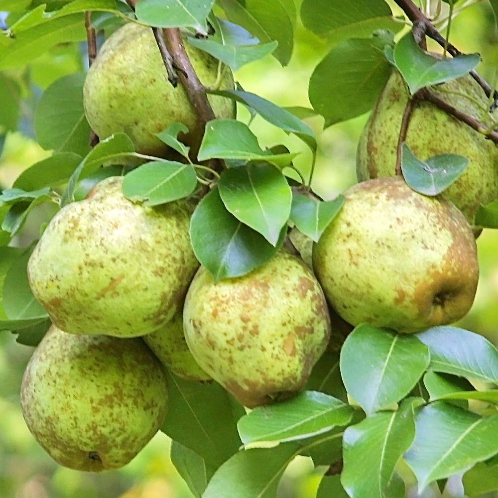 1 Gal. Kieffer Pear Tree PEAKEI01G