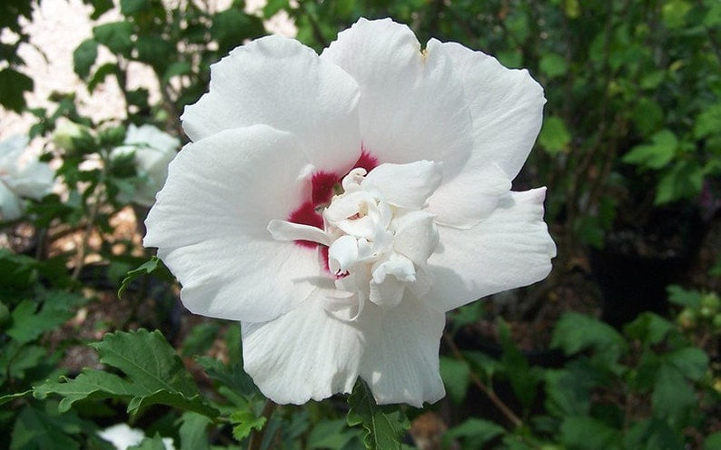 3 White Rose Of Sharon (Althea) in 2.5 inch pot