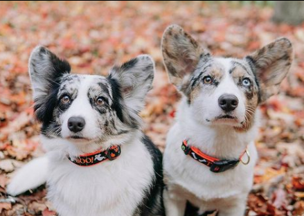 Collar | Boo!