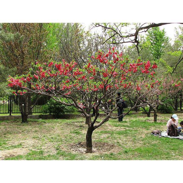 Online Orchards Double Red Flowering Peach Tree (Bare Root 3 ft. to 4 ft. Tall) FLPH001