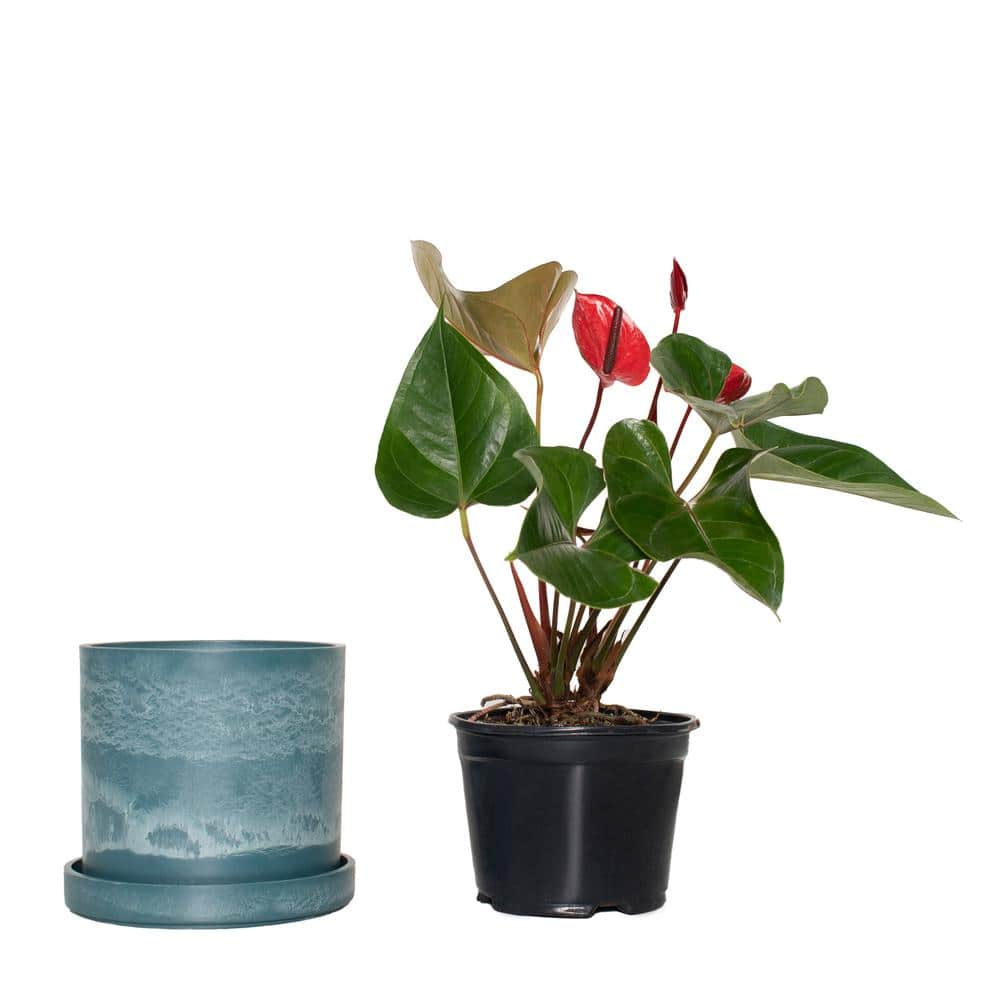 national PLANT NETWORK 7 in. Blue Stonewash Upcycled Planter with 6 in. Red Anthurrium HD4688