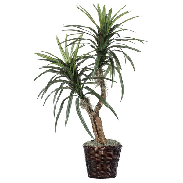 Marginata Bush (4')