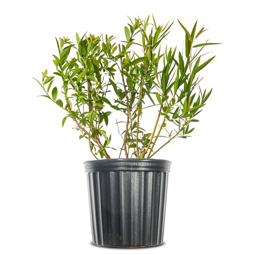 Perfect Plants Live Pink Lemonade Blueberry Fruit Plant 1 Gal. THD10019