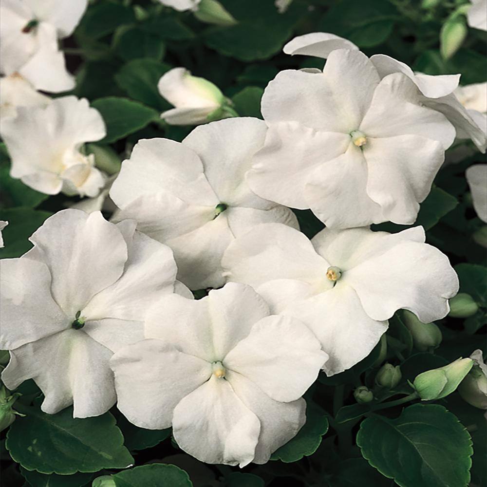 10 in. White and Cream Impatiens Plant (12-Pack) 3876