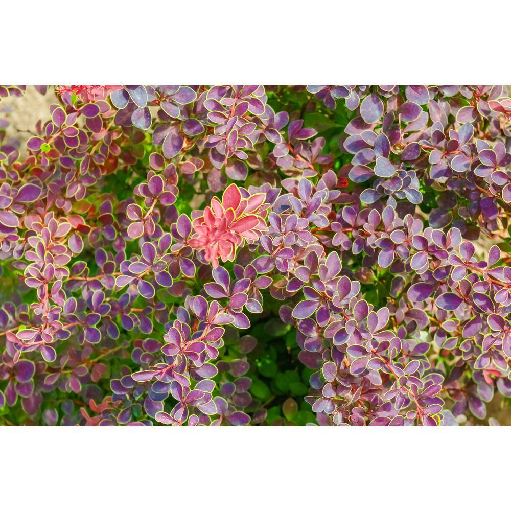 Online Orchards 1 Gal. Admiration Barberry Shrub with Bright Red Leaves Trimmed in Neon Yellow SBBB005