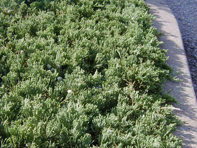 Classy Groundcovers - Blue Rug Juniper Creeping Juniper {25 Pots - 3 1/2 inch Square}