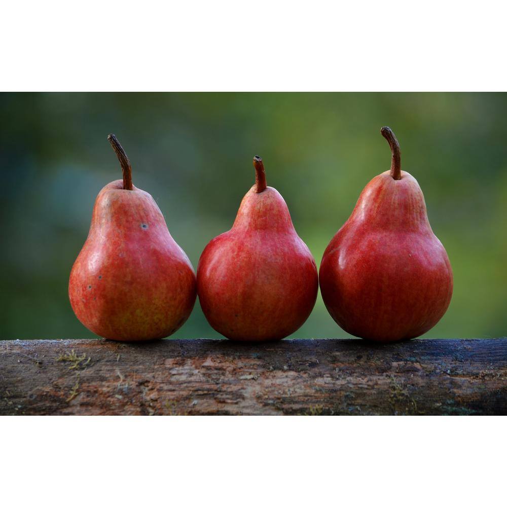 Online Orchards Red Bartlett Pear Tree (Bare-Root 3 ft. to 4 ft. Tall 2-Years Old) FTPR007