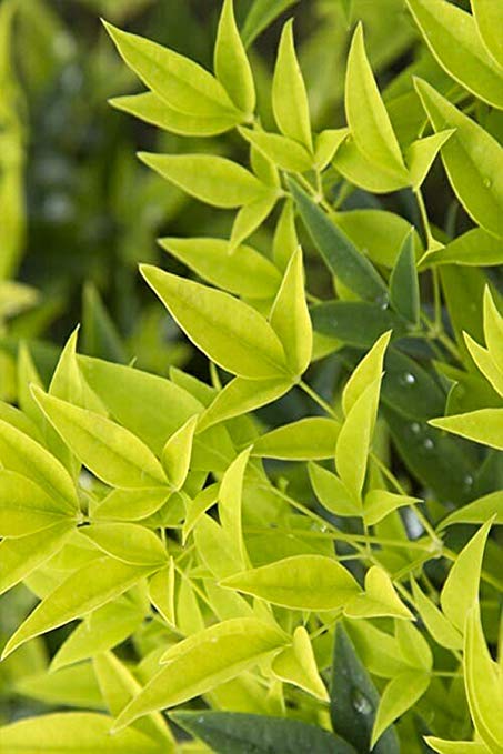 Nandina Domestica Alba 'Lemon Lime