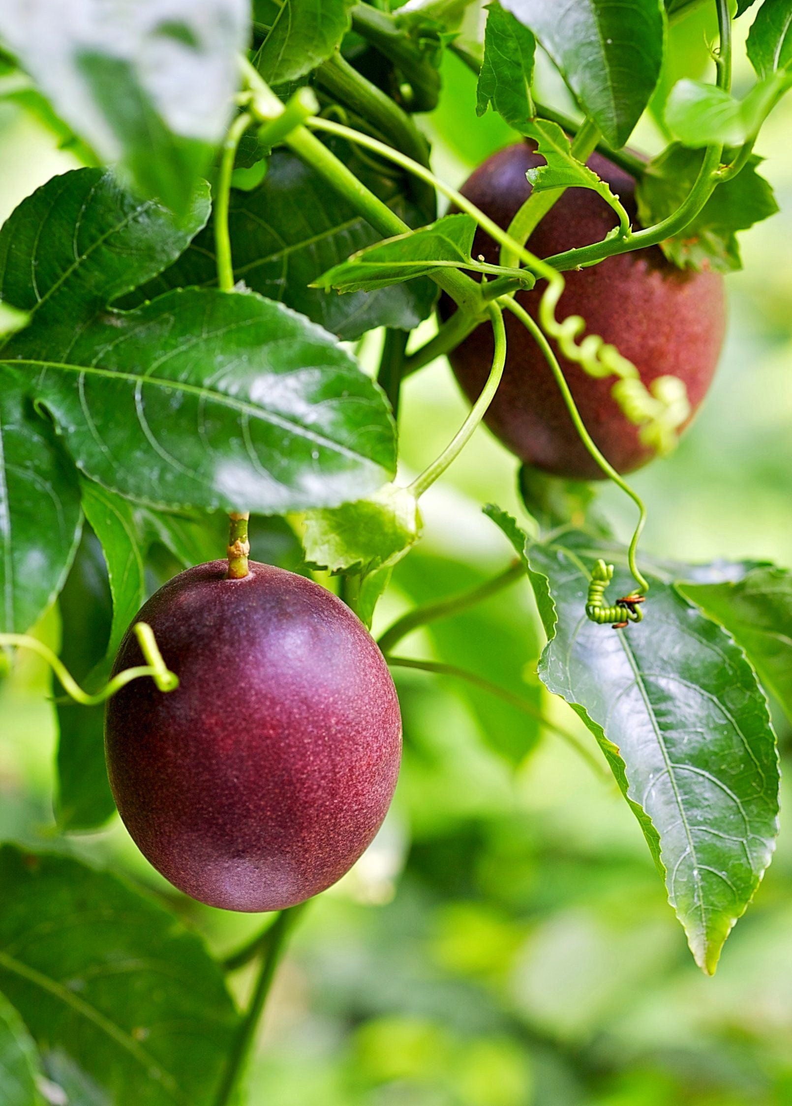 Passion Fruit Plant - Live Plants in a 6 inch Growers Pot - Edible Fruit Bearing Vine for The Patio and Garden