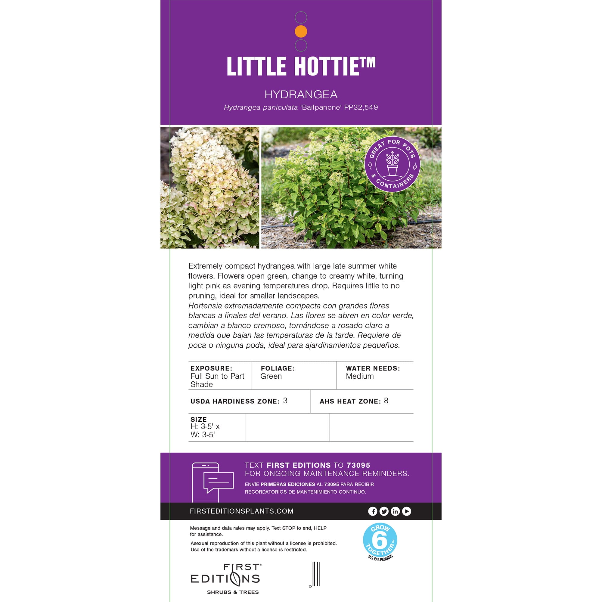 First Editions Hydrangea Little Hottie Live Shrub (2 Gallon)