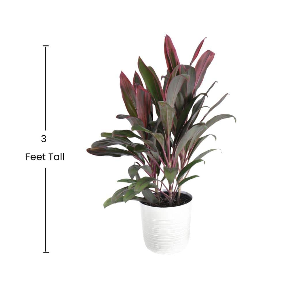 United Nursery Red Sister Cordyline Florida Ti Plant Live Indoor Outdoor Houseplant 10 inch White Decor Pot 78996