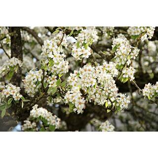 Online Orchards Redspire Flowering Pear Tree (Bare Root 3 t. to 4 ft. Tall) FLPR002