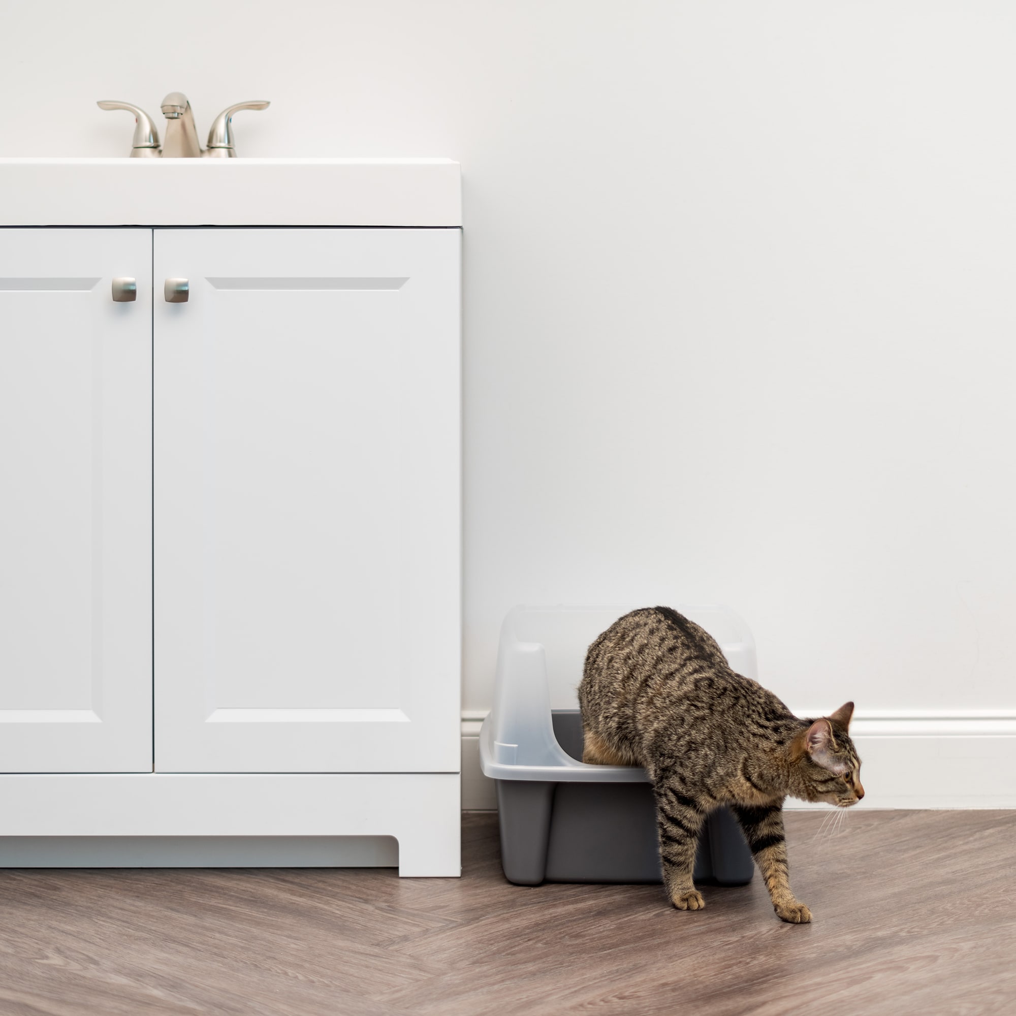 Iris Gray Open-Top Cat Litter Box with Shield and Scoop