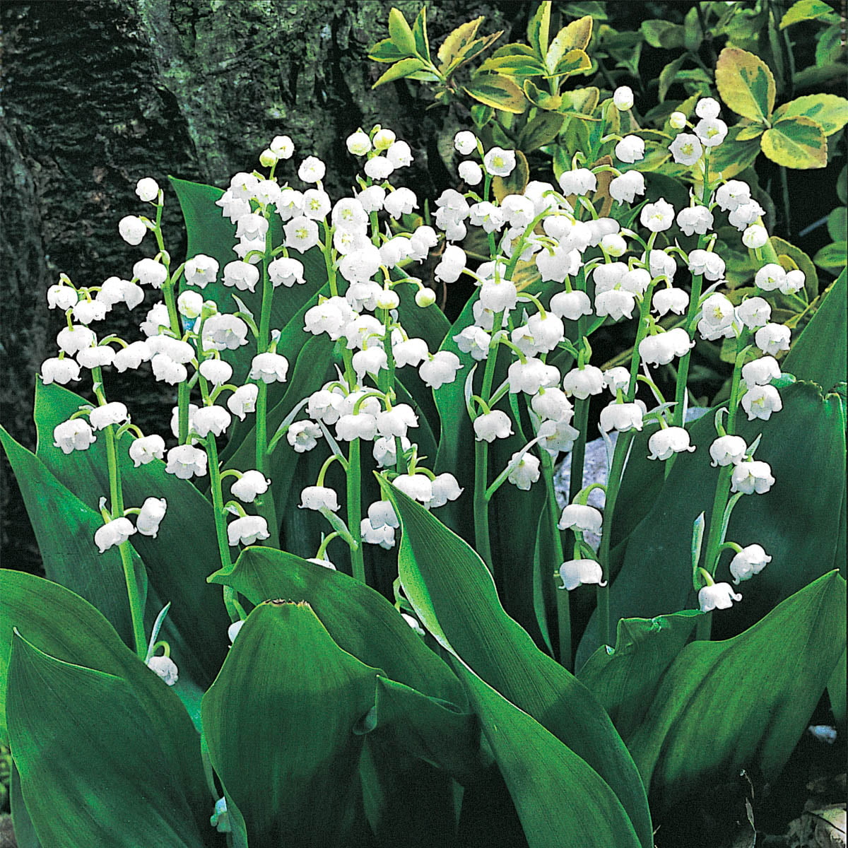 Lily of the Valley Groundcover Dormant Bare Root Perennial Plants， 10-Pack