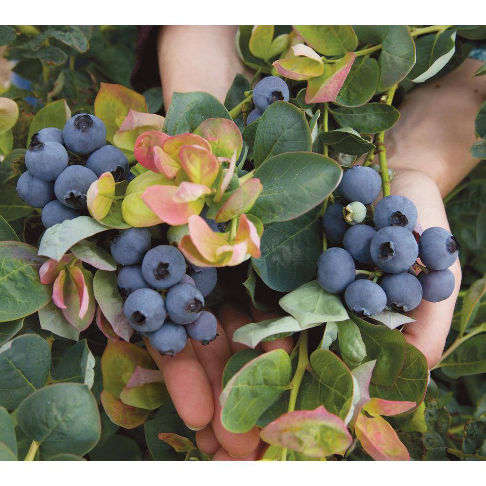BUSHEL AND BERRY 1 Gal. Bushel and Berry Peach Sorbet Blueberry Live Plant 19827