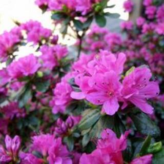 BELL NURSERY 1 Gal. Violetta Azalea Live Flowering Evergreen Shrub Purple-Pink Flowers AZLEA2VIO1PK
