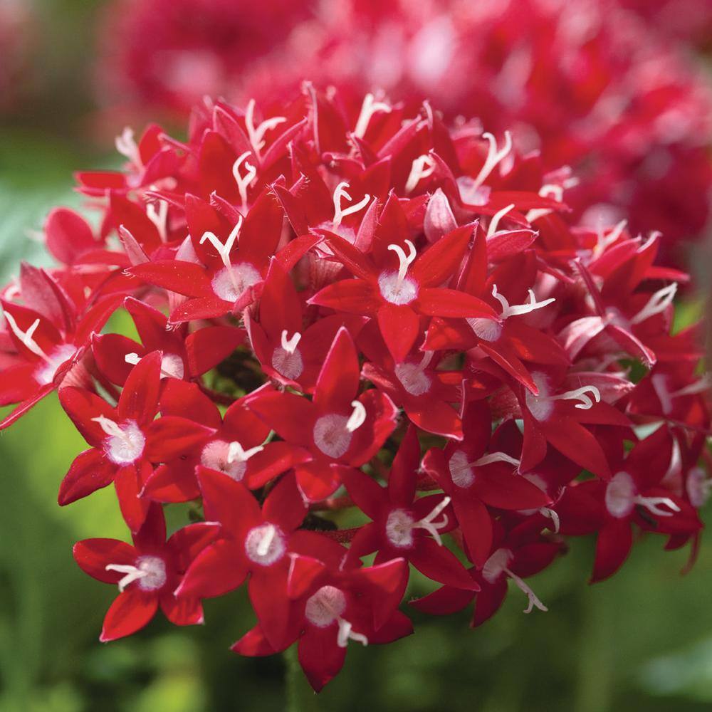 Costa Farms Bright Red Penta Outdoor Flowers in 1 Qt. Grower Pot Avg. Shipping Height 10 in. Tall (8-Pack) 4PENTBLBRRED8PK