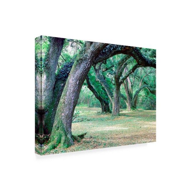 Louisiana Oaks By Monte Nagler Trademark Fine Art Gallery wrapped Canvas Modern Landscape Print