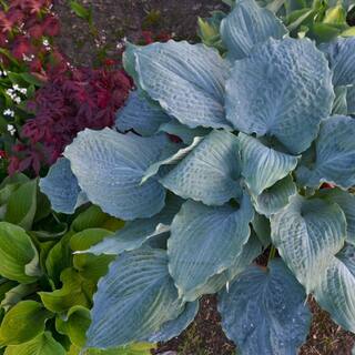 PROVEN WINNERS 1 Gal. Shadowland Diamond Lake (Hosta) Live Plant Purple Flowers with Blue Foliage HOSPWP2096102