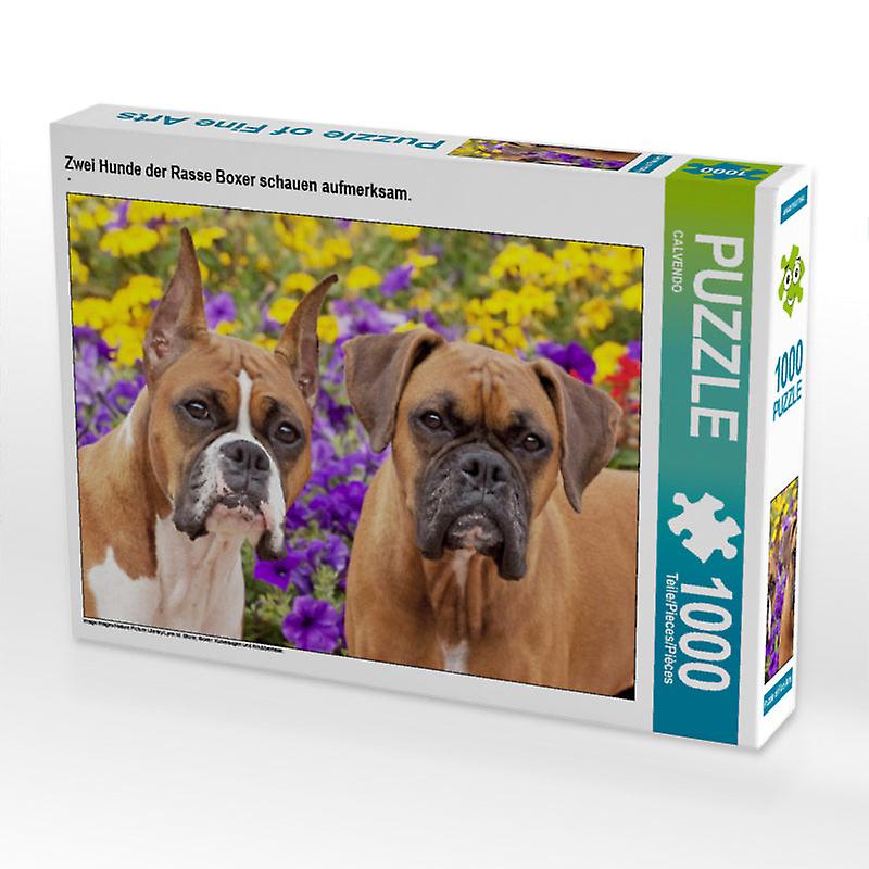 Zwei hunde der rasse boxer schauen aufmerksam. - calvendo foto-puzzle