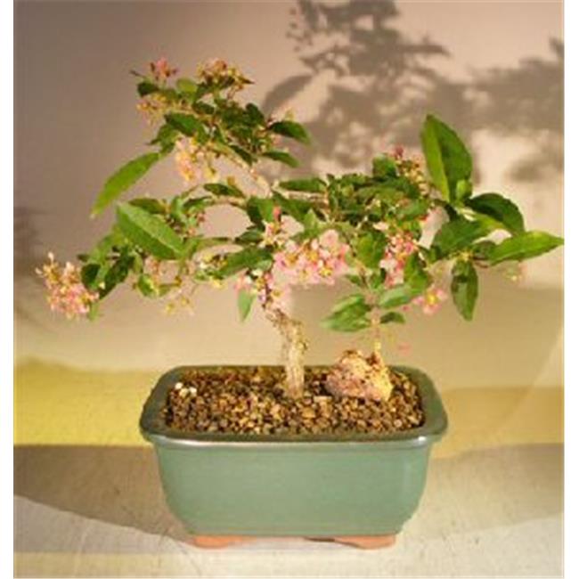 Bonsai Boy c1272 Flowering Dwarf Weeping Barbados Cherry Bonsai Tree - Malpighia Pendiculata - Medium