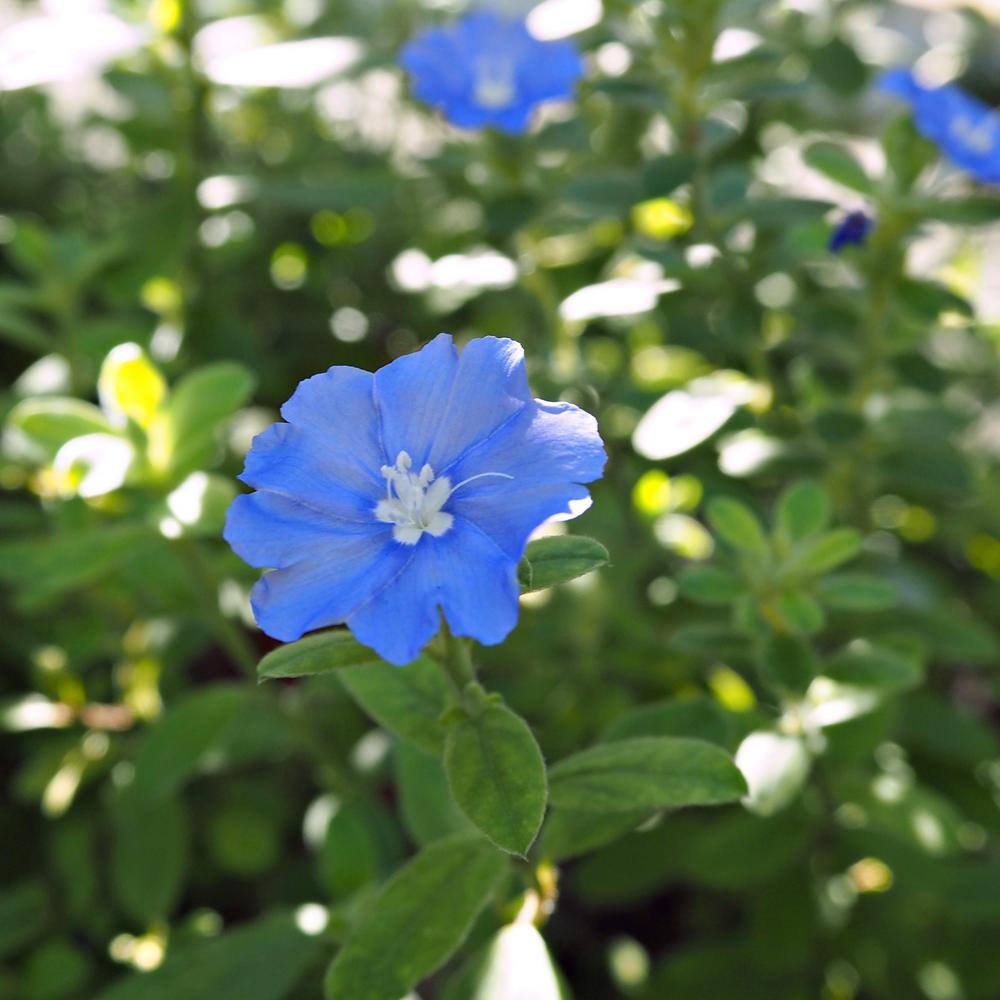 national PLANT NETWORK 4 in. Evolvulus Beach Bum Blue Plant in Grower Containers (3-Piece) HD1454