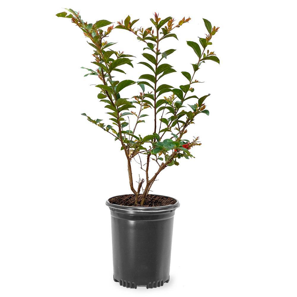 1 Gal. Deep Pink Tonto Crape Myrtle Tree CRMTON01G