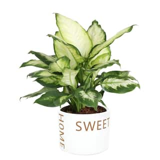 Costa Farms Dieffenbachia Dumb Cane Indoor Plant in 6 in. Home Sweet Home Ceramic Planter Avg. Shipping Height 1-2 ft. Tall CO.DF06.3.HSH