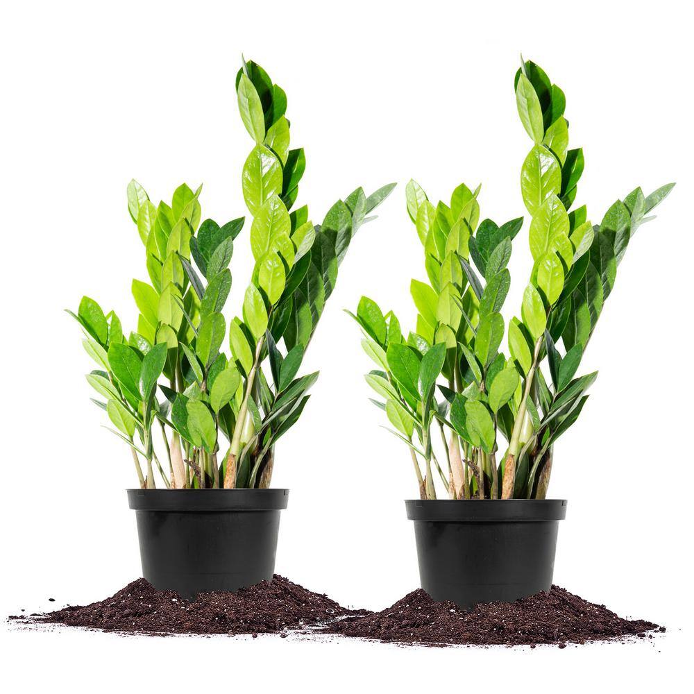 Perfect Plants ZZ Plant 6 in. Pot (2-Pack) THD100005