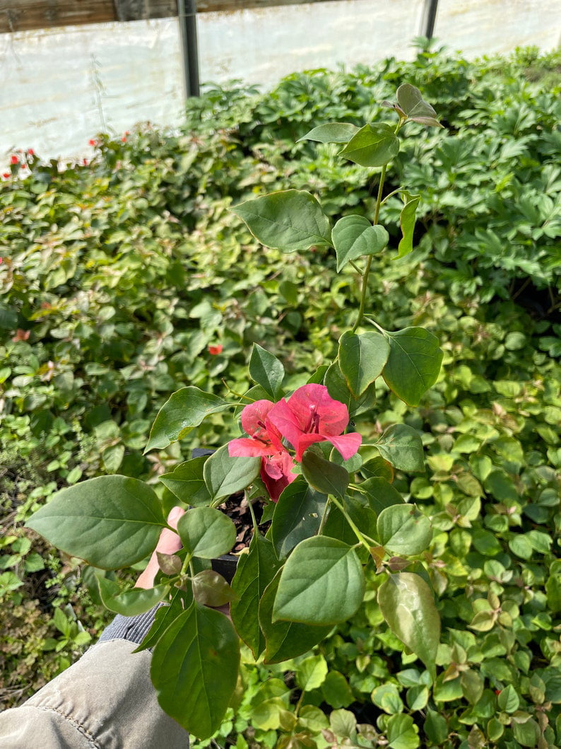 2 Bougainvillea 'Sharon Wesley' Plants in 4