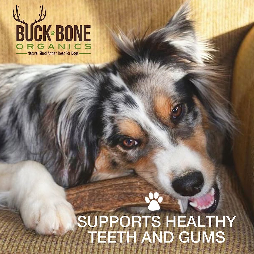 Buck Bone Organics Whole Elk Antler Dog Chews， 8-10 in