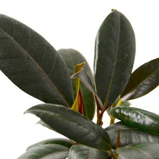 Burgundy Rubber Tree (Ficus Elastica) Plant in 4 in. Grower Pot 4_FICUS_BURGUNDY