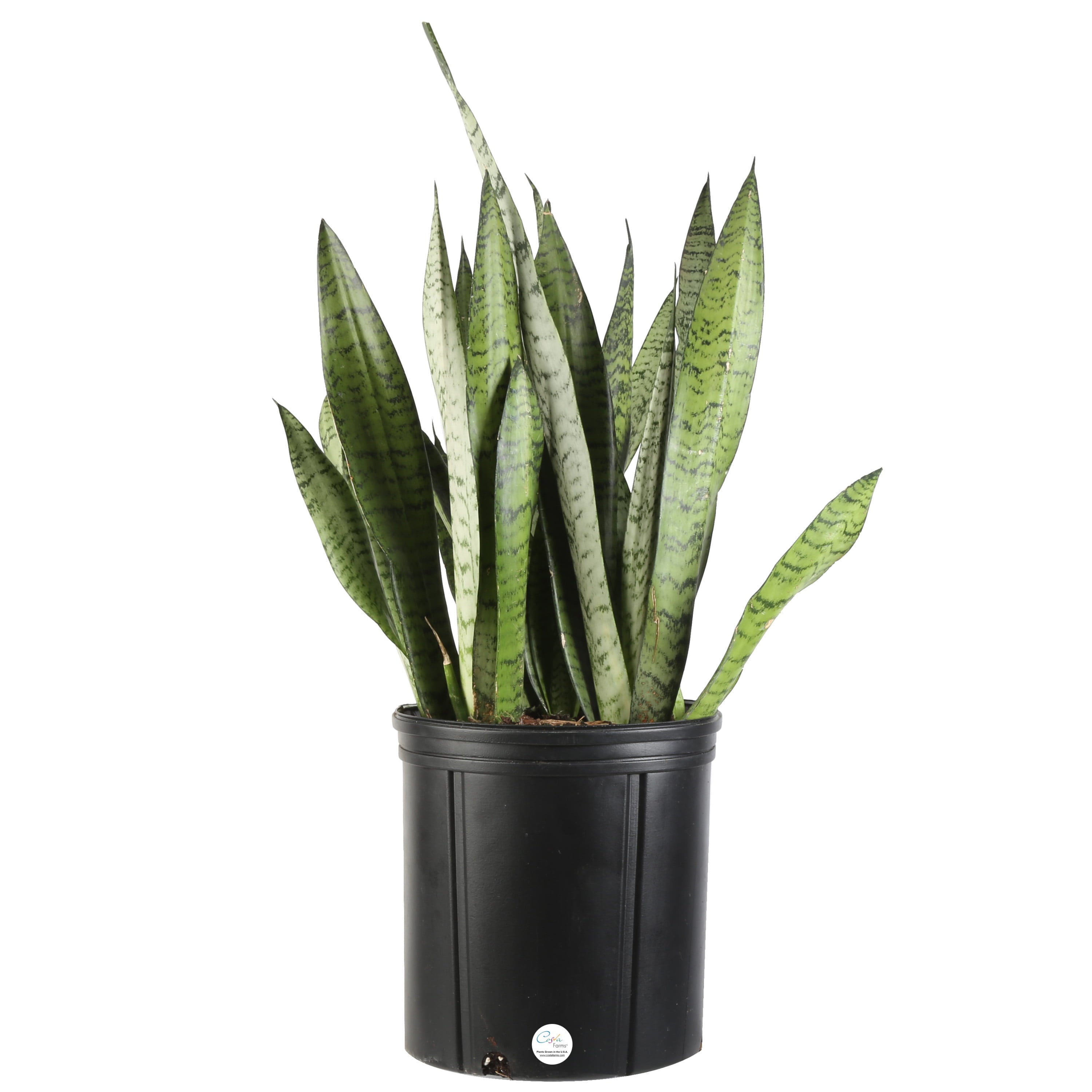 Costa Farms  Live Indoor 30in. Tall Green Snake Plant; Bright， Indirect Sunlight Plant in 10in. Grower Pot