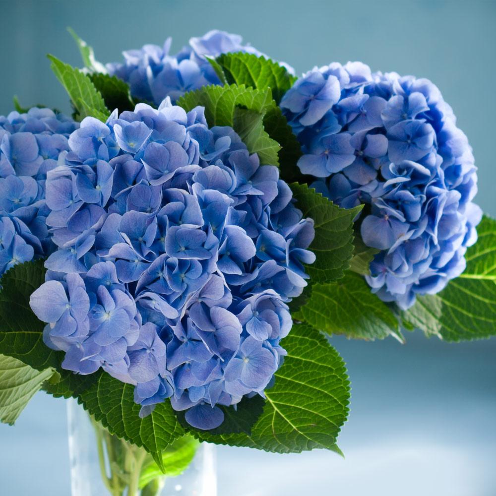 Nikko Blue Hydrangea