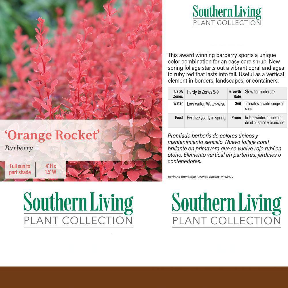 Southern Living 2 Gal. Orange Rocket Barberry Shrub 14372