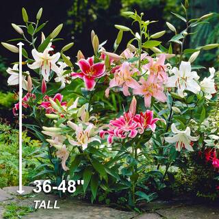 Garden State Bulb 1416 cm Oriental Lily Mixed Flower Bulbs (Bag of 20) ECS-11-20-02