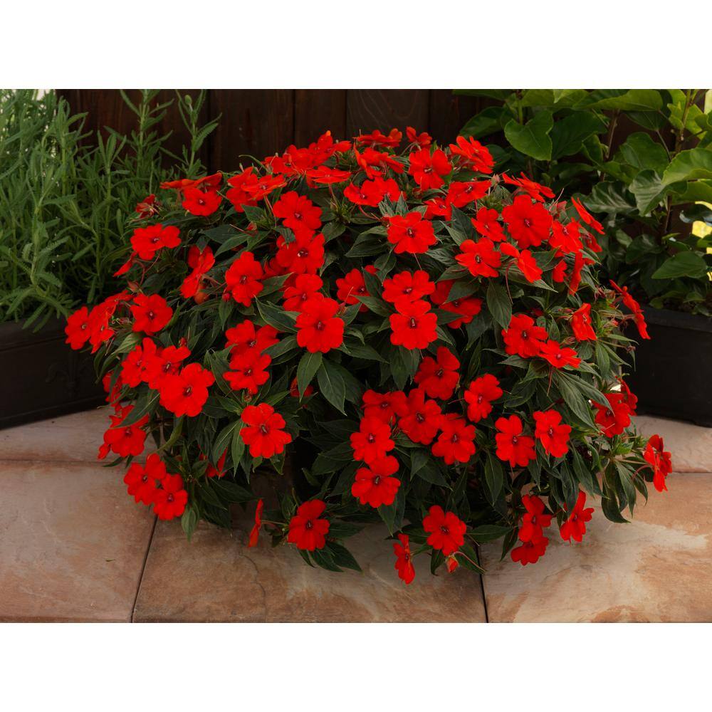 SunPatiens 6 in. Compact Deep Red SunPatiens Impatiens Outdoor Annual Live Plant with Red Flowers (4-Pack) VSNPAT6RED4PK