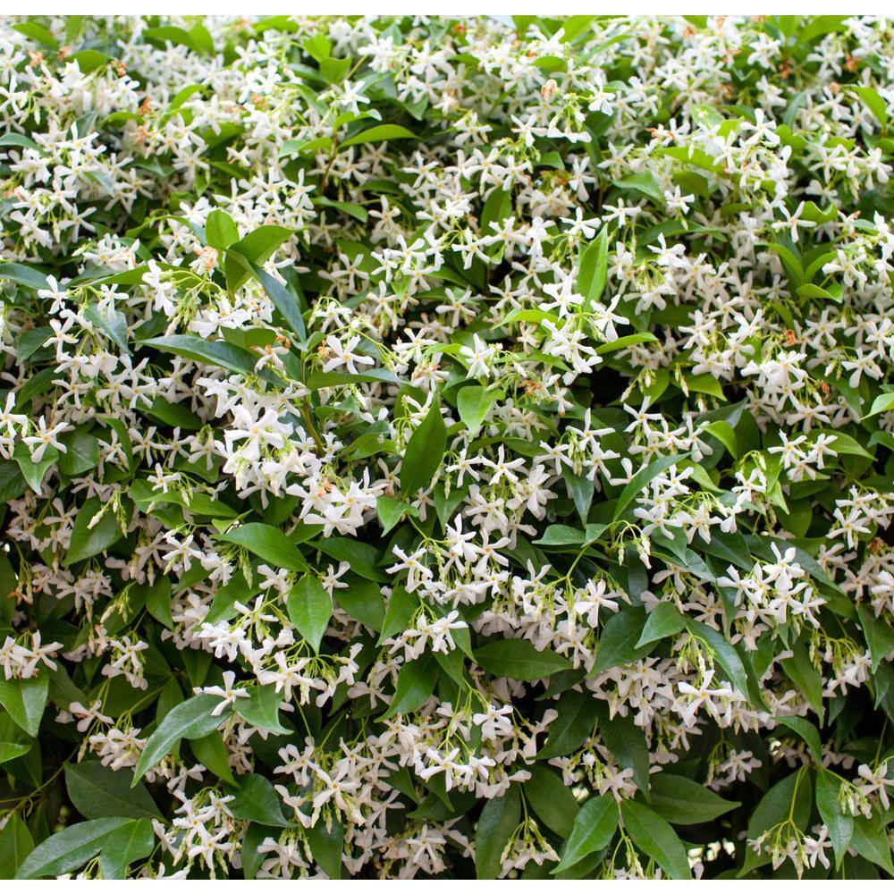 Alder  Oak 5 Gal. Staked Star Jasmine Evergreen Vine Plant TRJS05