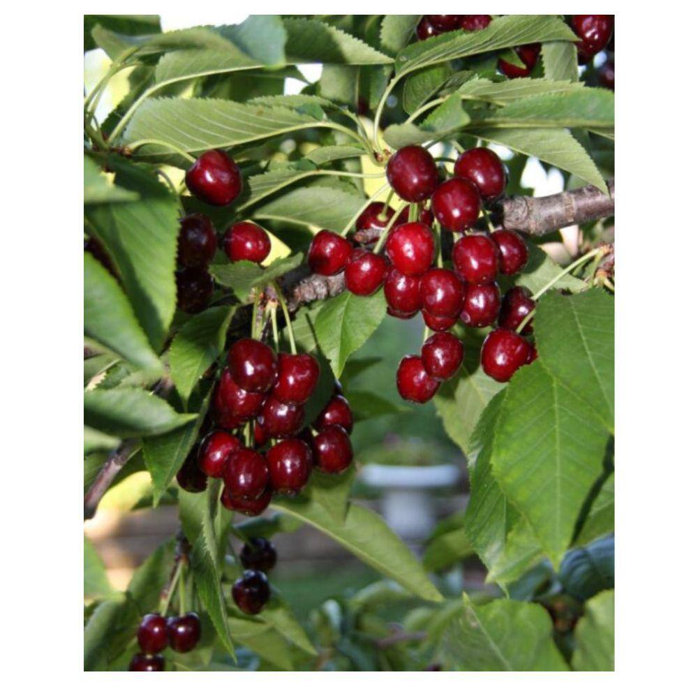 7 Gal. Bing Cherry Tree CHEBIN07G