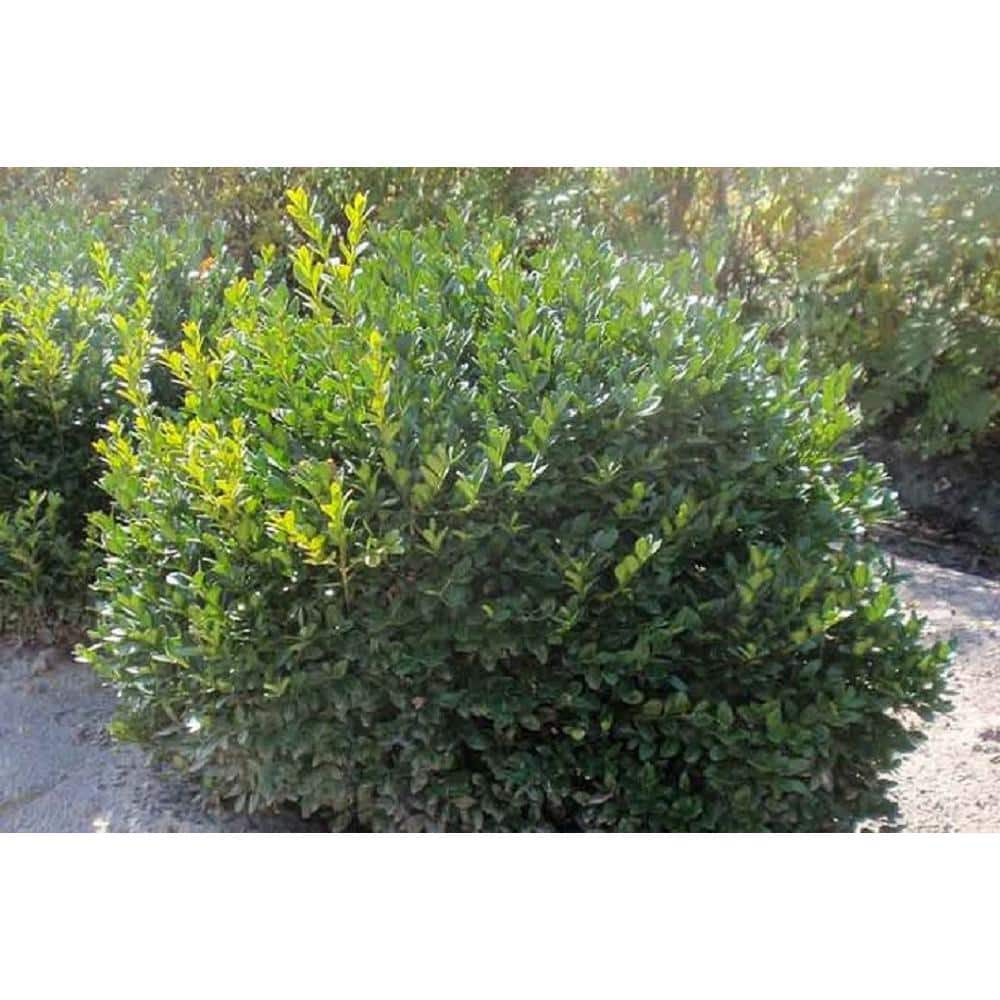 BELL NURSERY 1 Gal. Green Velvet Boxwood (Buxus) Live Evergreen Shrub BUXUS1GRE1PK