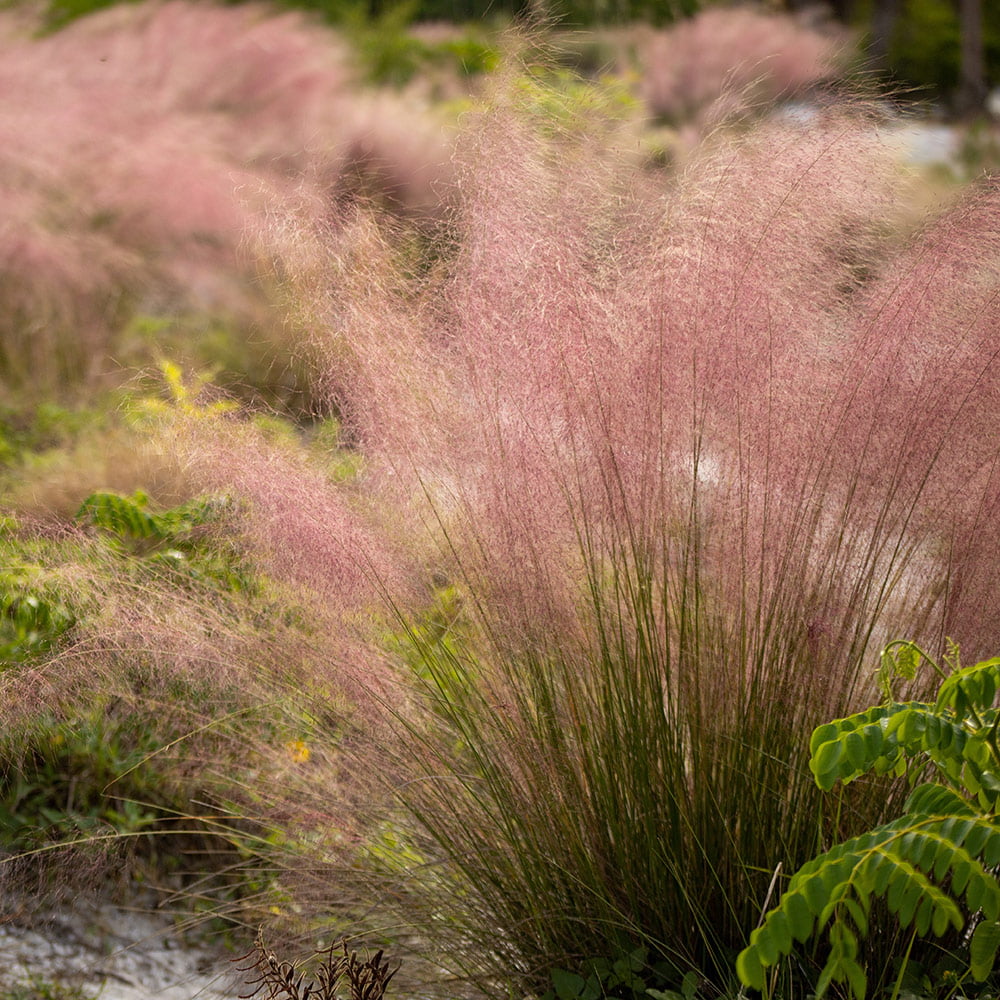 Pink Muhly Grass (2.5 Quart) Tall Ornamental Perennial with Airy Plume Heads - Full Sun Live Outdoor Plant