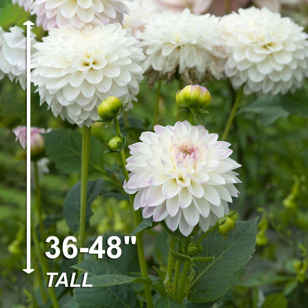 Garden State Bulb #1 Eveline Dahlia Flower Bulbs Bare Roots (Bag of 4) ECS-68-04-01