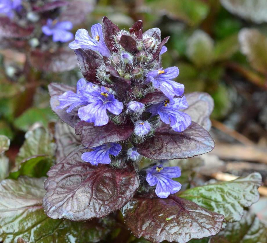 Classy Groundcovers - Ajuga reptans 'Chocolate Chip' Creeping Carpet Bugle 'Chocolate Chip'， Sicklewort 'Chocolate Chip'， Carpenter's Herb 'Chocolate Chip' {25 Pots - 3 1/2 inch Square}