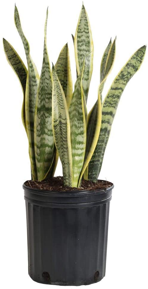 Home Botanicals | Live Sansevieria Laurentii House Plant in 6