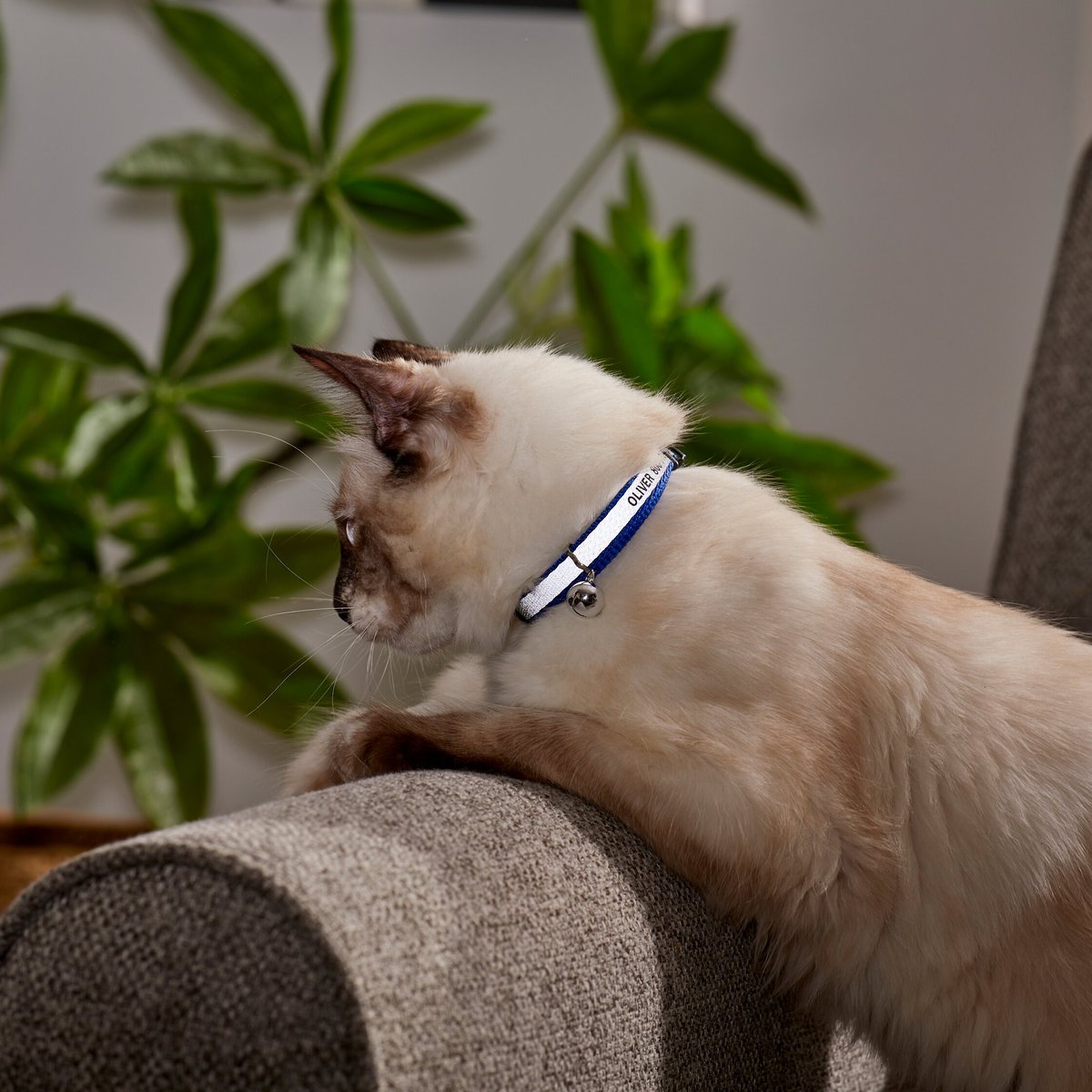 Frisco Polyester Personalized Reflective Cat Collar with Bell