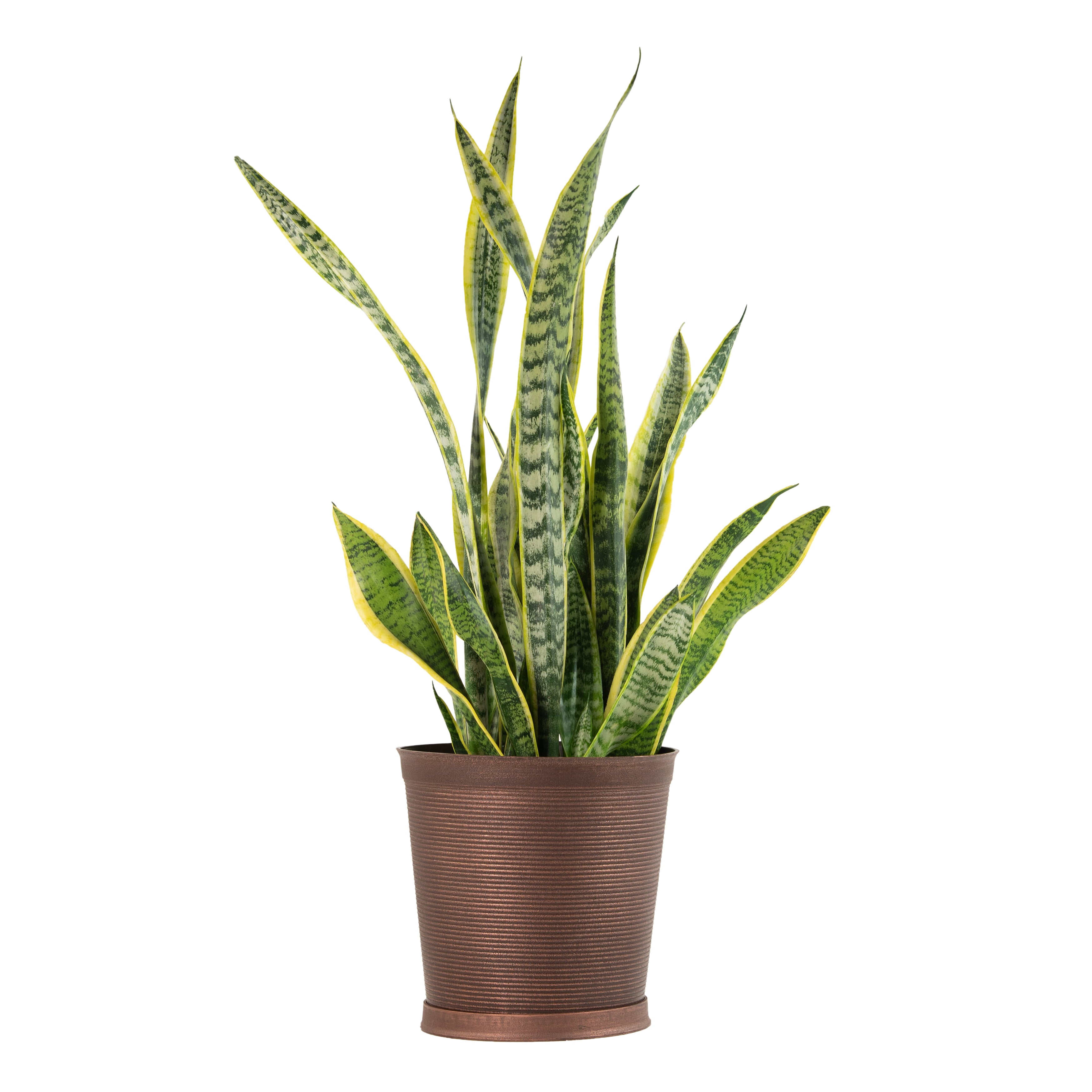 10 in Snake Plant 'Laurentii' Sansaveria Plant i