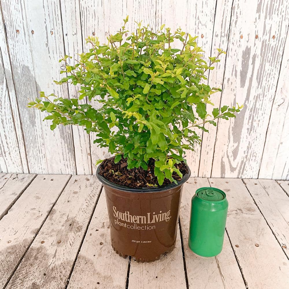 SOUTHERN LIVING 2 Gal. Sunshine Ligustrum Evergreen Shrub Bright Golden-Yellow Foliage 39532