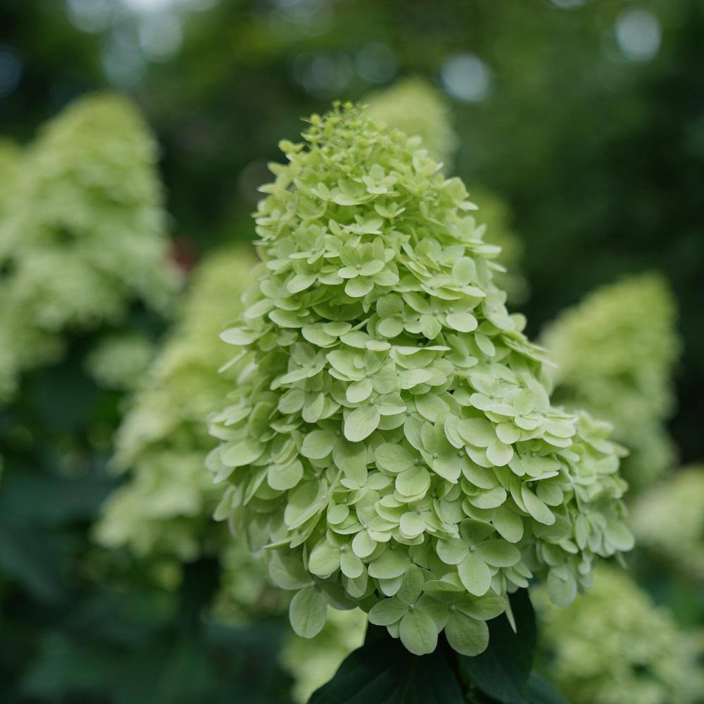 PROVEN WINNERS 2 Gal. Limelight Prime Hydrangea Shrub with Green to Pink Flowers 14719