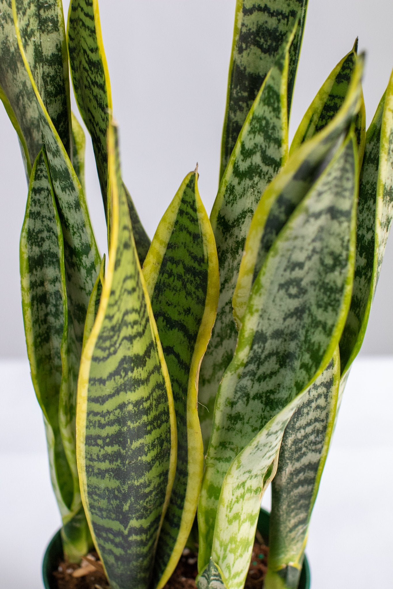 Variegated Laurentii Snake Plant